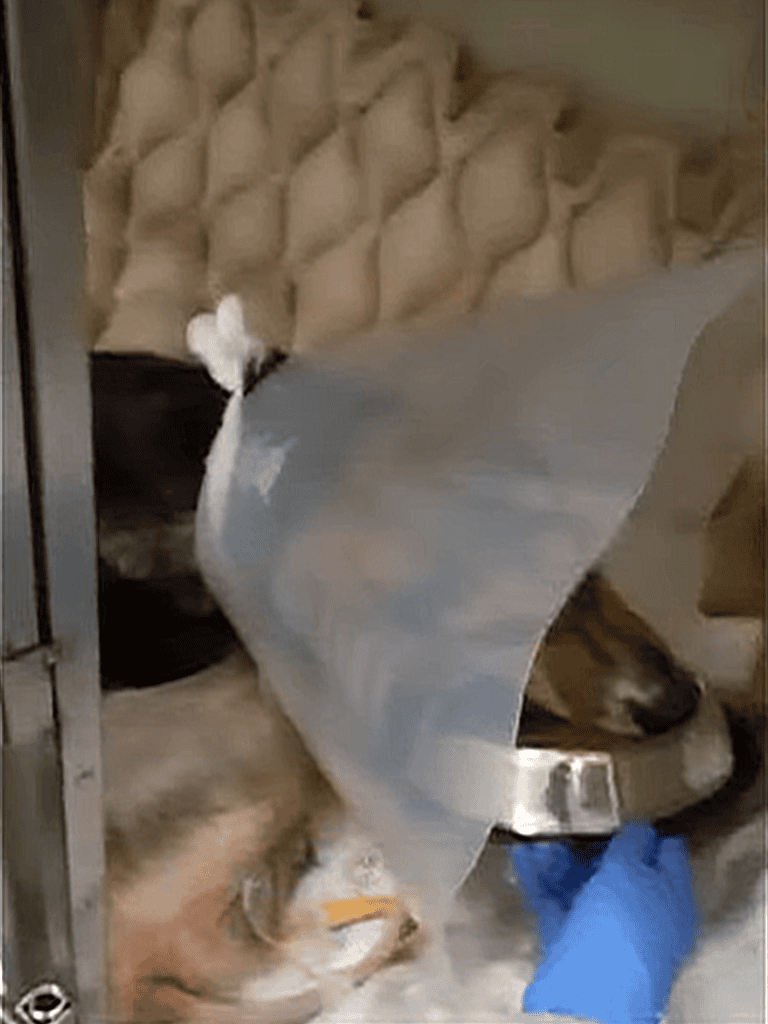 Dog with cone during injury treatment.