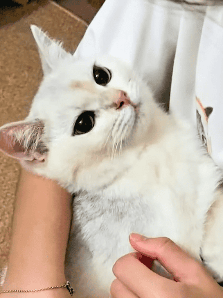 Adorable white cat lying comfortably, looking at the camera with big dark eyes.