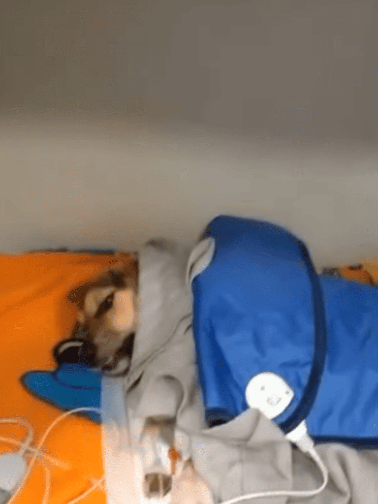 Dog with medical equipment and recovery suit lying down.