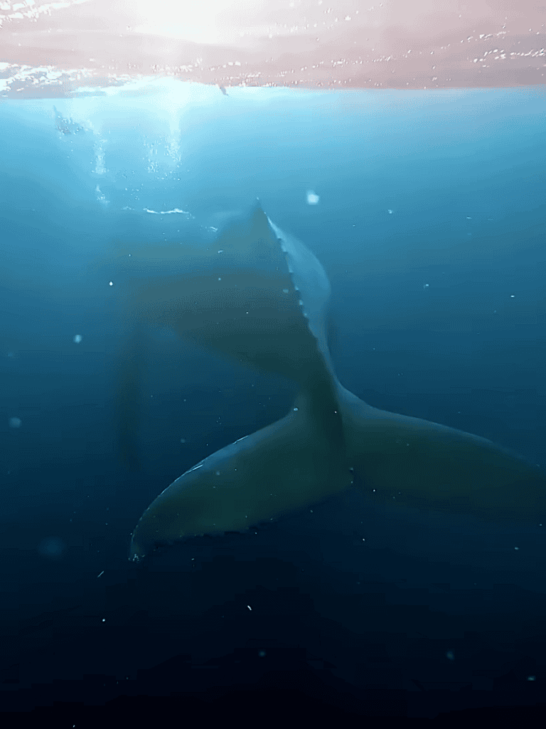 Great white shark swimming in deep blue ocean.