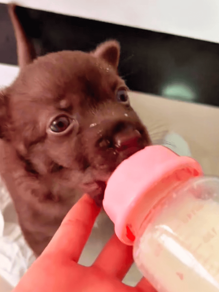 Dog drinking from a baby bottle held by a person. Adorable puppy enjoys feeding time with a pink bottle.