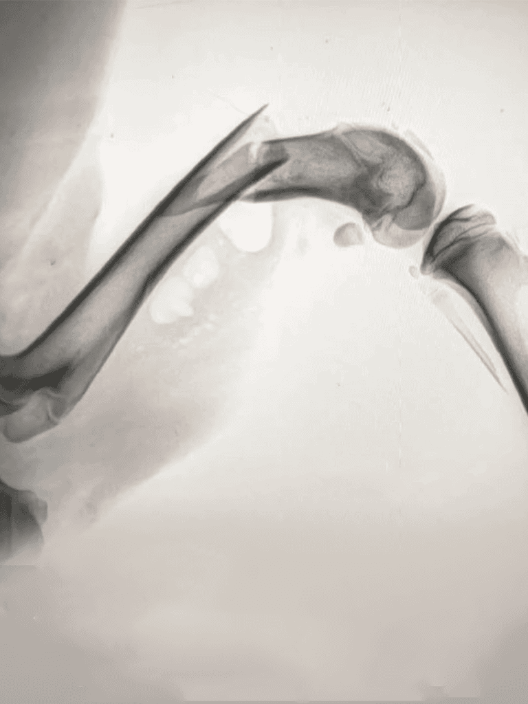 Alt: X-ray showing dog’s hip and leg bones for pet health diagnosis.