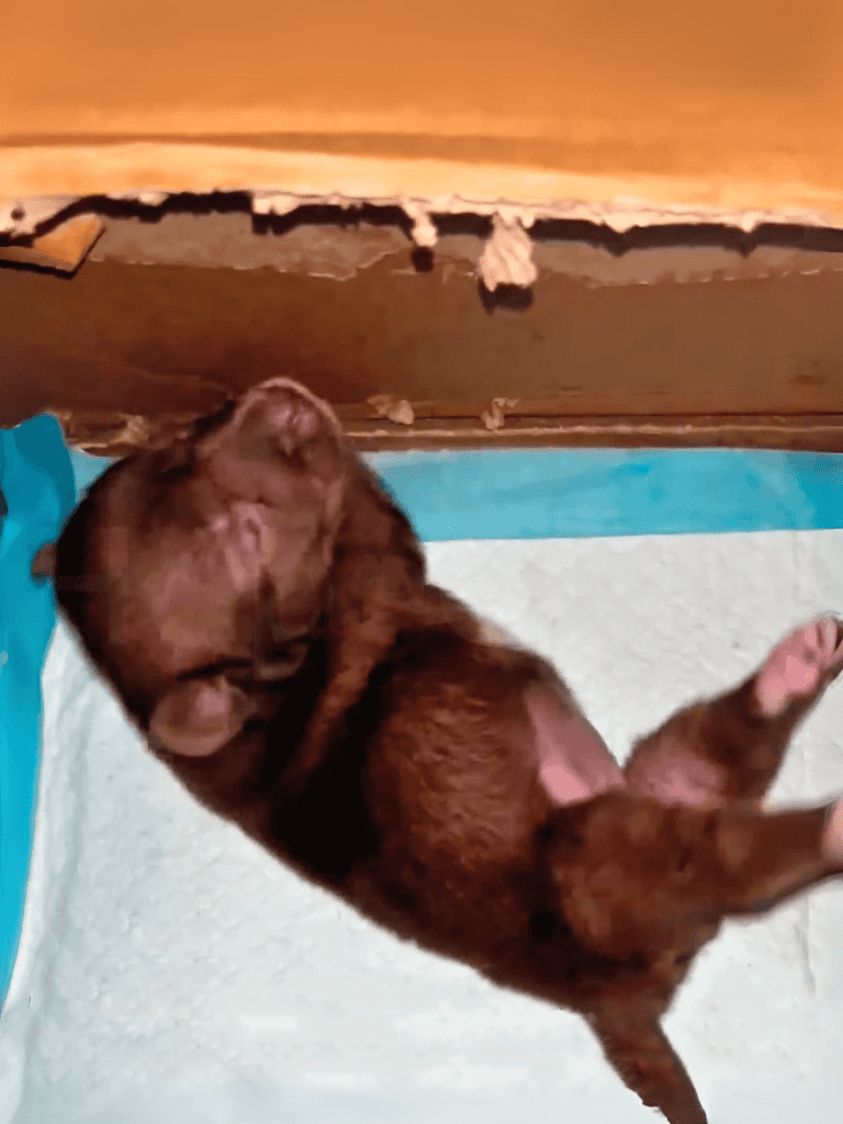 Adorable brown puppy sleeping on side in cozy indoor setting.