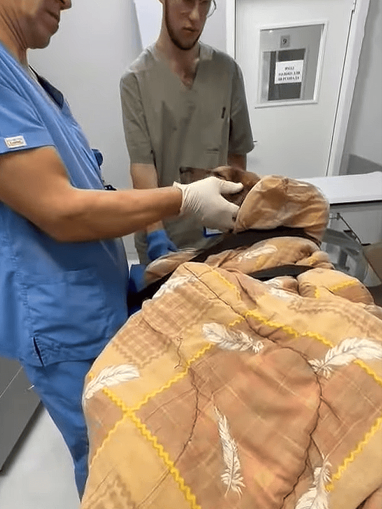 Safe dog extraction during emergency veterinary rescue operation, caring veterinarian with loaded blankets.