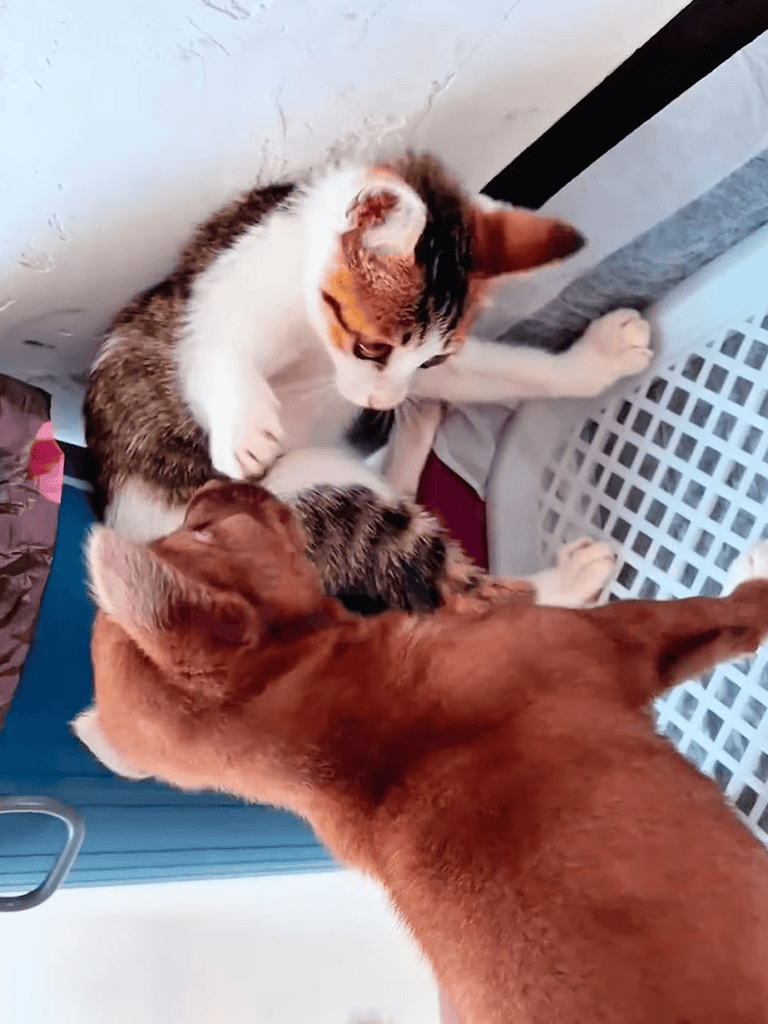 Adorable kitten and dog cuddling on floor in cozy setting.