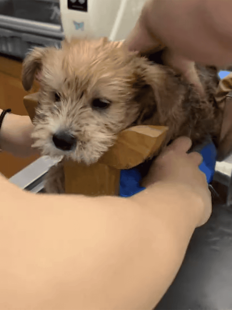 Cute mixed breed puppy being examined at veterinary clinic.