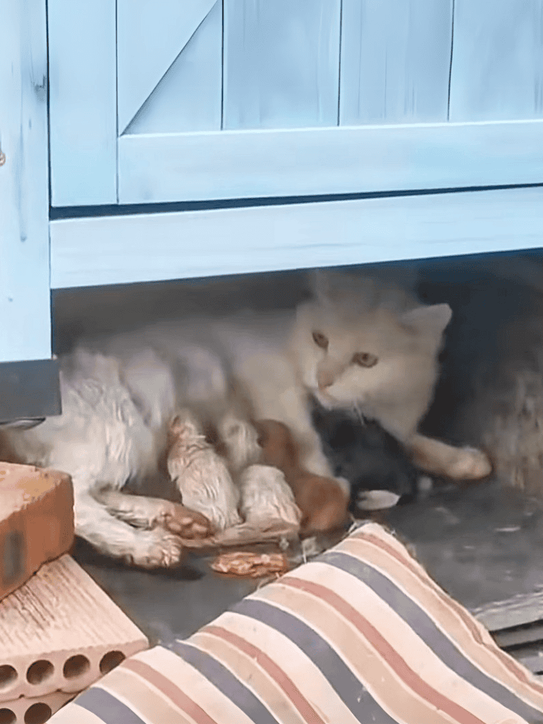 Adorable mother cat nursing her kittens in a cozy outdoor space.