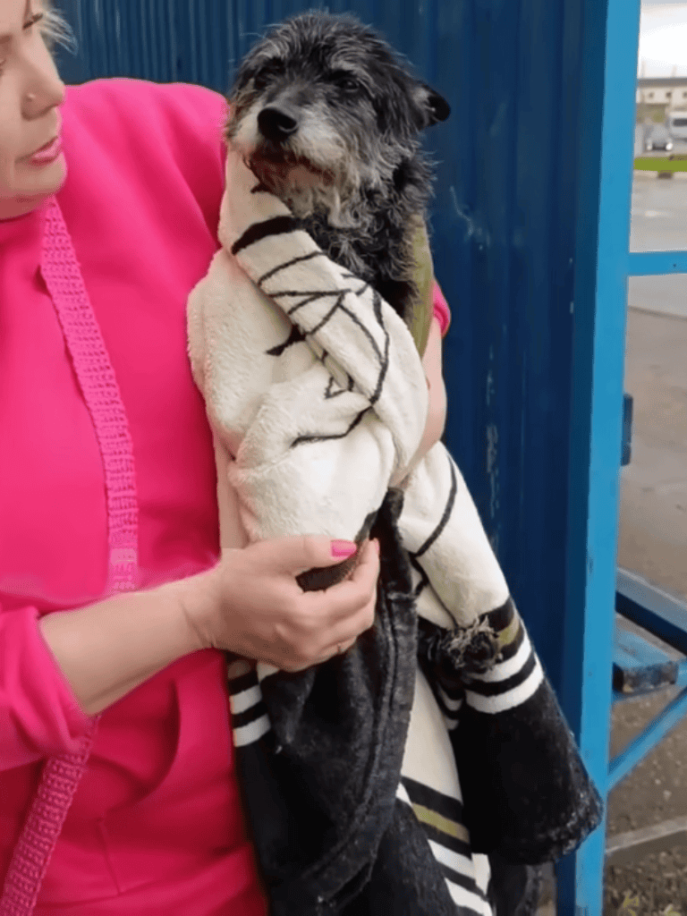 Adorable puppy wrapped in blanket at dog rescue center.