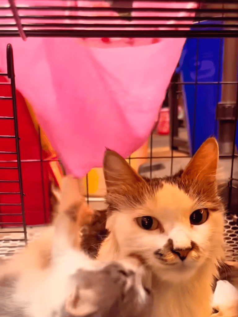 A friendly cat inside a pet enclosure with toys and accessories.