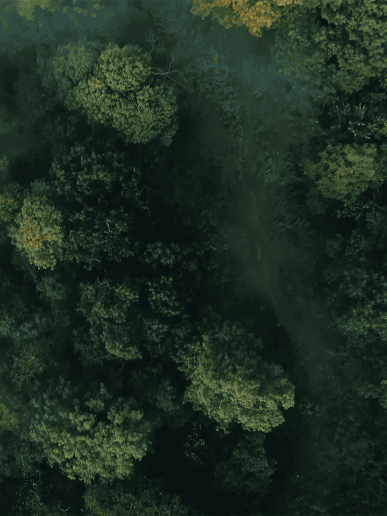 Lush green forest canopy from aerial view, peaceful nature scene showing dense tree cover.