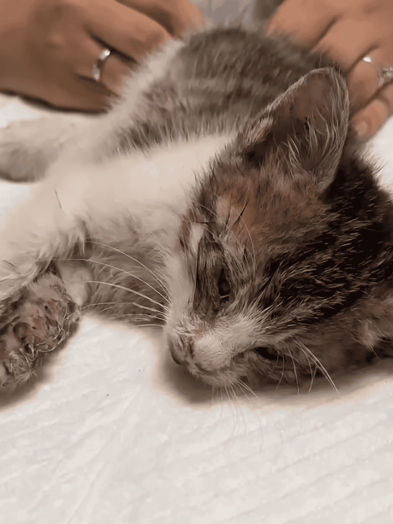 Adorable kitten lying down, receiving gentle petting for comfort and care.