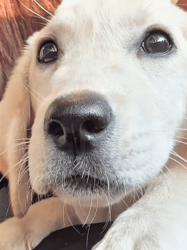 Close-up of adorable Labrador Retriever puppy face, showing bright eyes and cute nose.