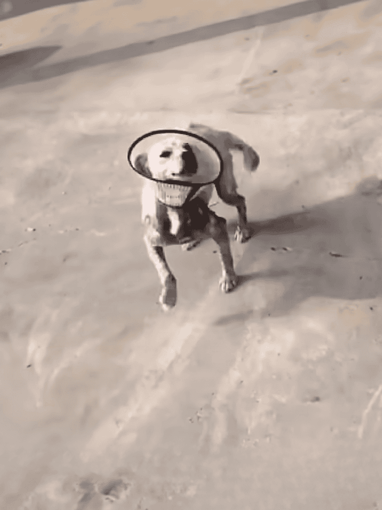 Adorable dog wearing a protective cone, standing on a sandy pavement, looking at the camera.