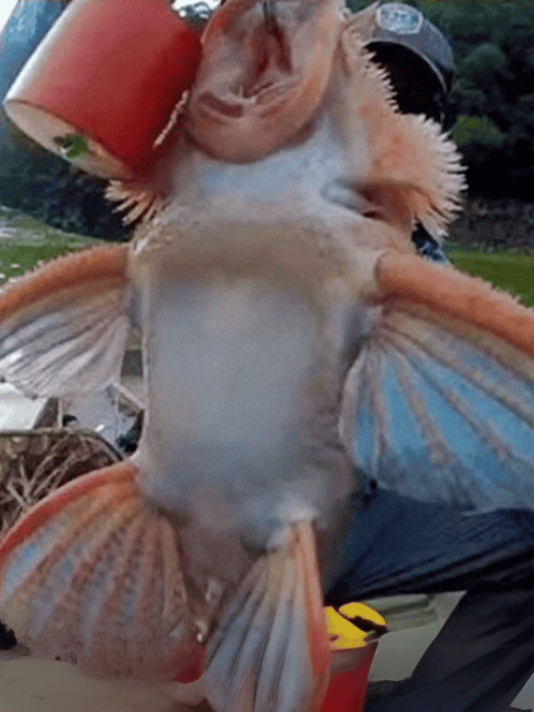 Freshly caught fish with vibrant fins and big eyes.