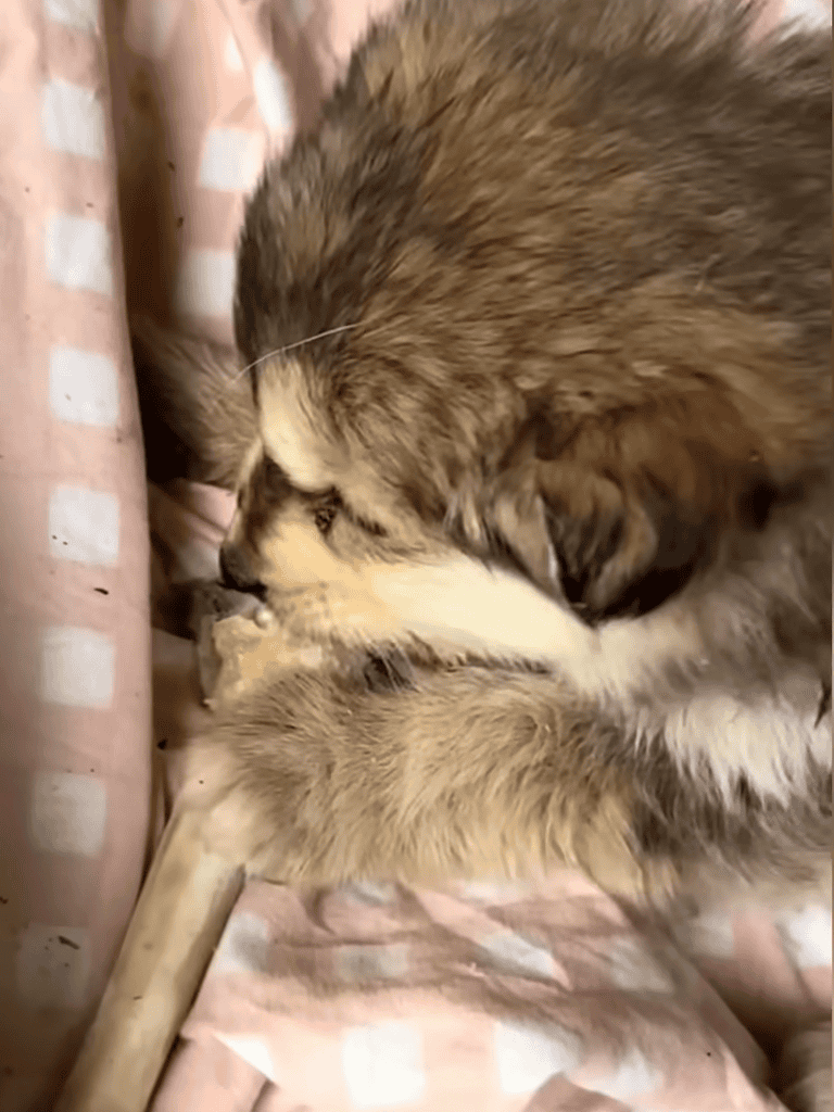 Adorable kitten and puppy cuddling on soft pink blanket, highlighting pet bond and companionship.