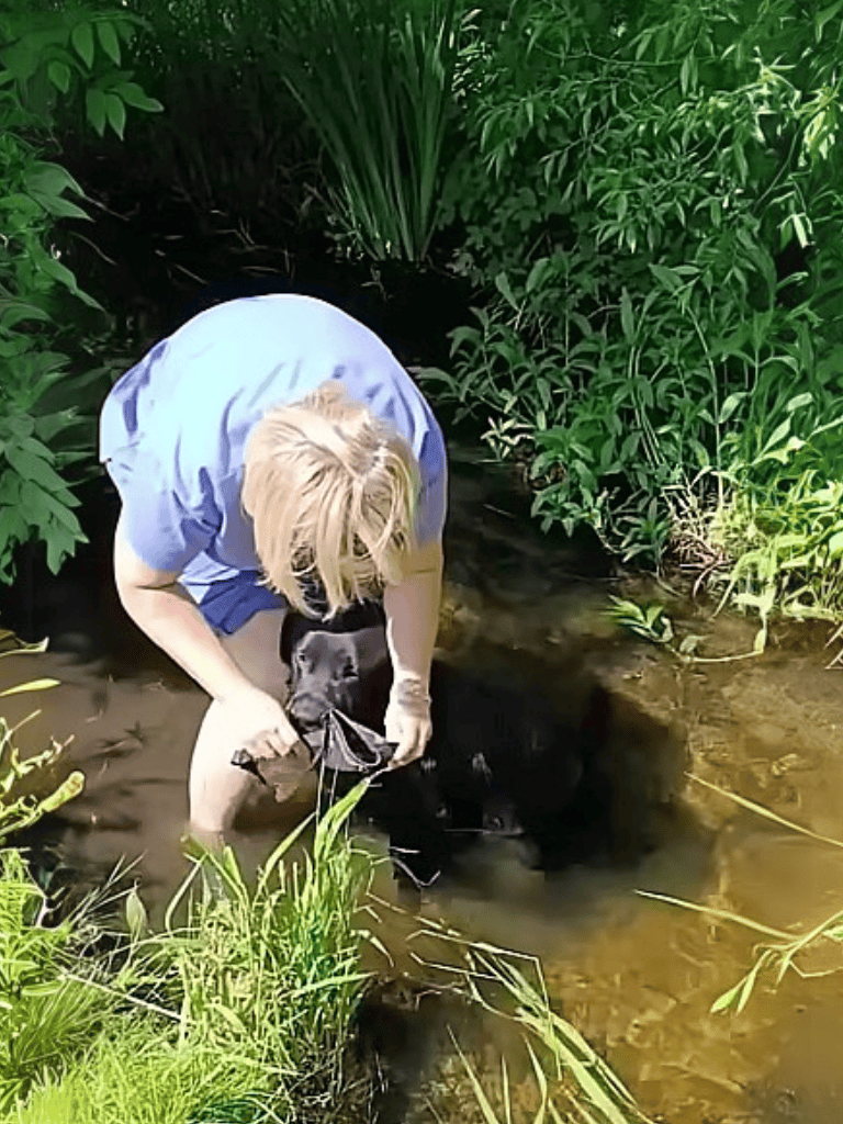 Dog rescue, water rescue, caring for puppies, animal rescue, outdoor dog aid, wildlife rescue.