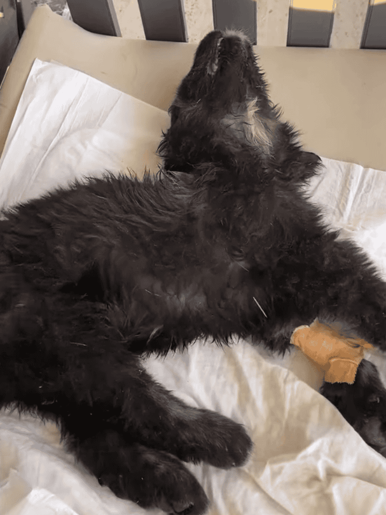 Adorable wet black puppy lying on bed with bandaged paw for healing and care.