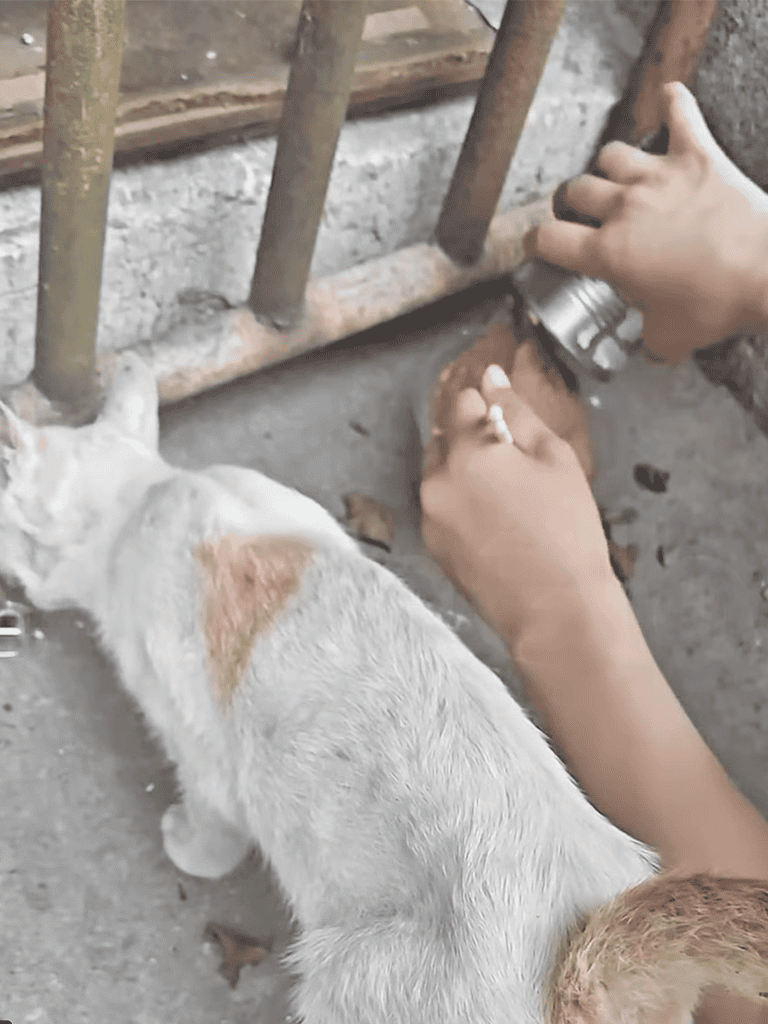 Dog being fed beside a metal fence, showing compassionate pet support and rescue efforts.