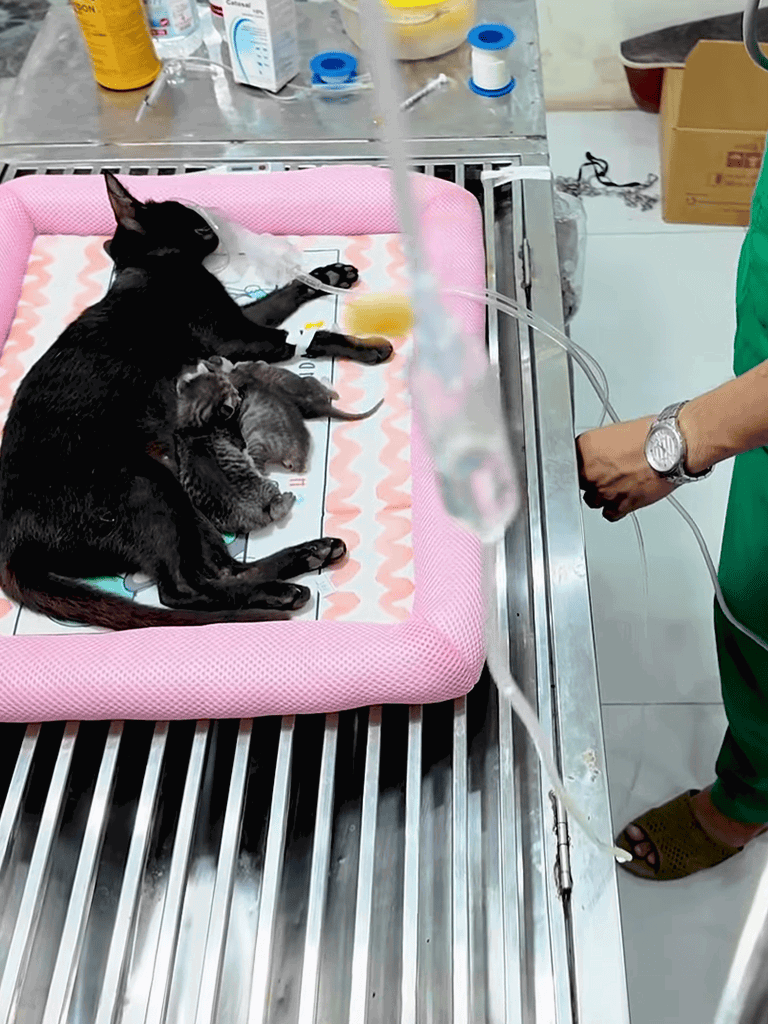 Cat receiving IV fluid therapy in a veterinary clinic.