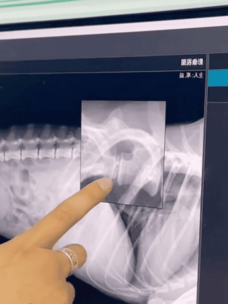 X-ray of dog’s hip joint.