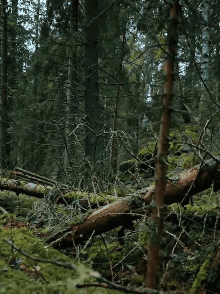 Lush forest scene featuring fallen trees and dense greenery in a natural woodland setting.