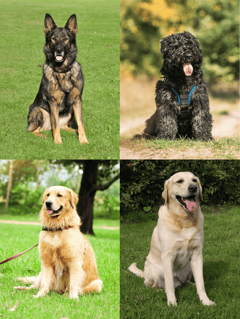Healthy, well-behaved dogs sitting outdoors, showcasing different breeds and grooming styles.