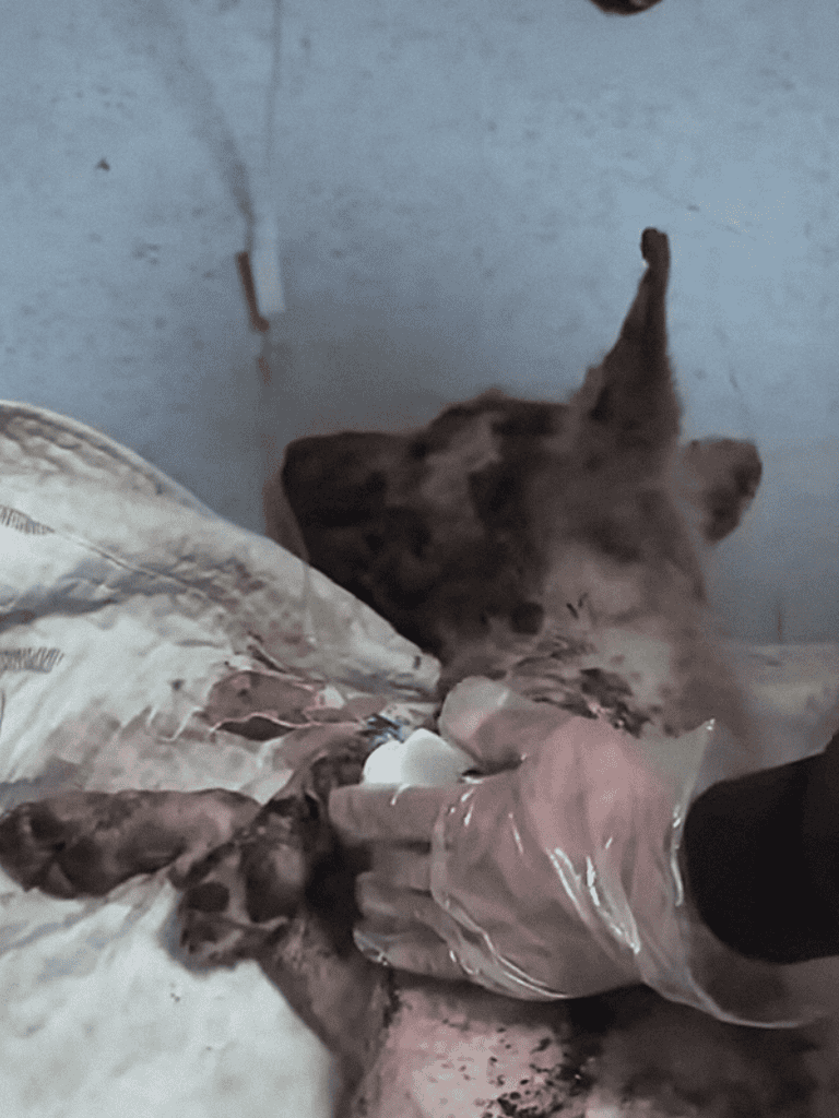 Dog receiving urgent veterinary treatment for injuries, emergency canine care.