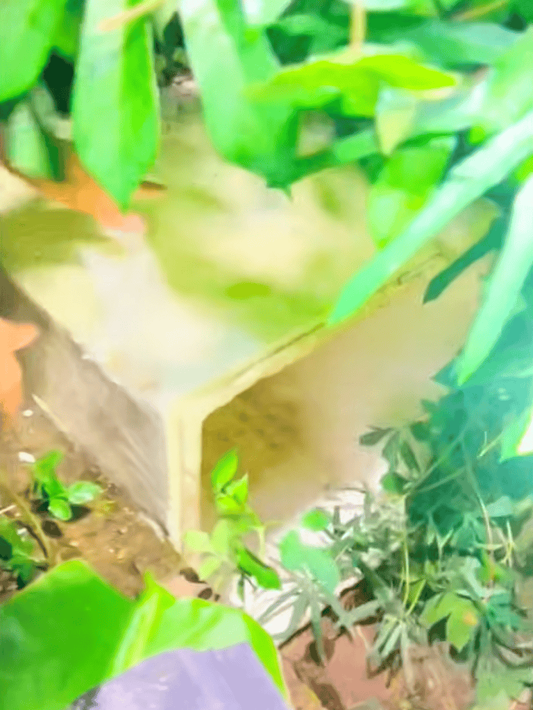 Cute dog in backyard doghouse.