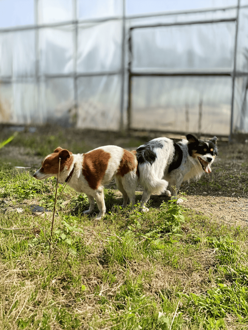 Two dogs playing outdoors near a greenhouse, showcasing pet health and outdoor activity.