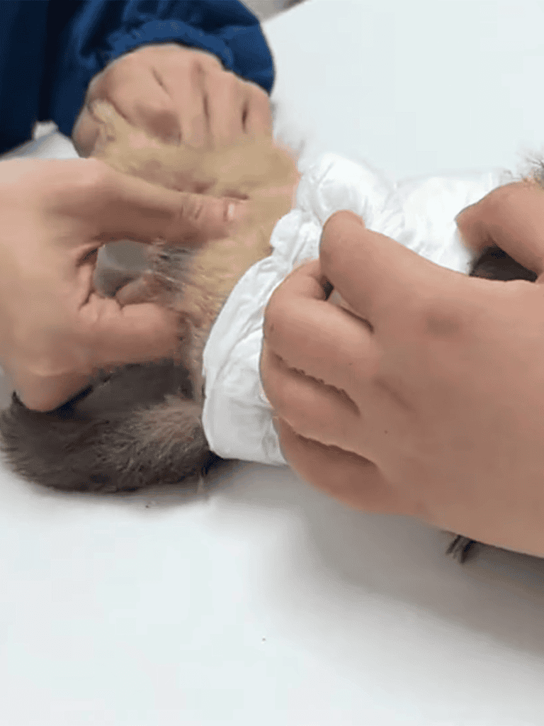 Gentle handling of a newborn puppy.
