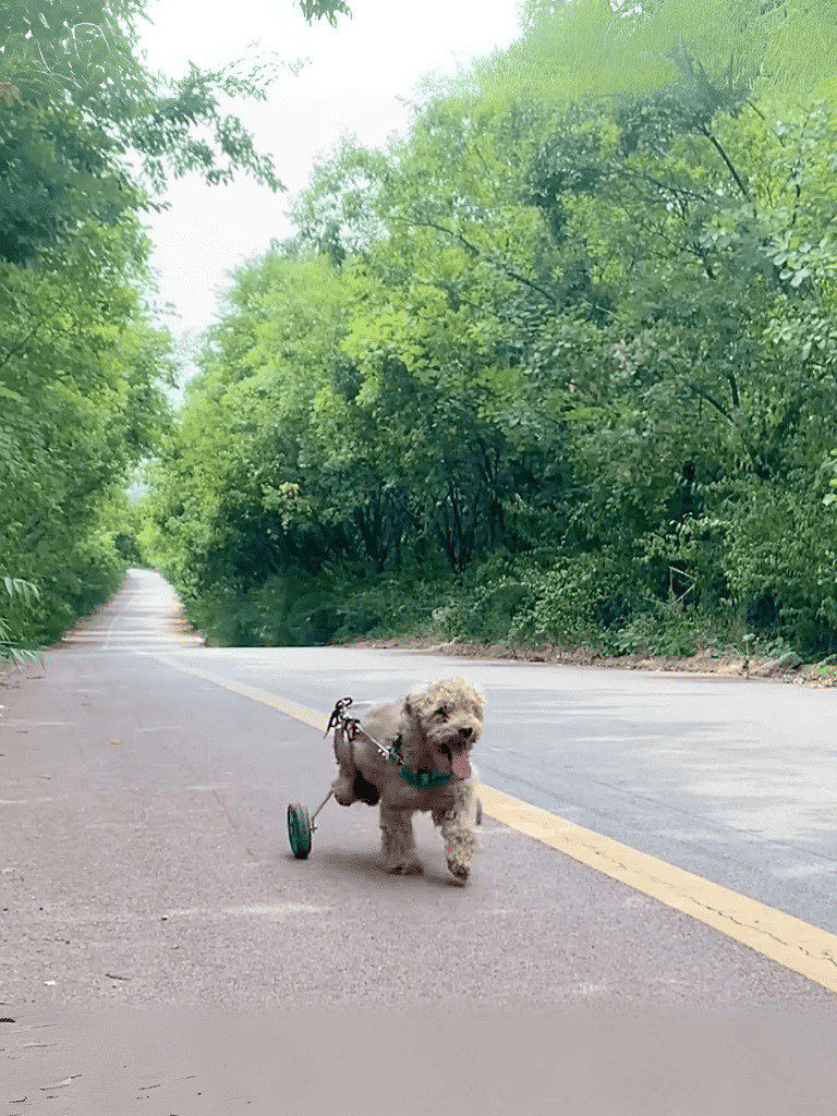 Image of a cheerful service dog with wheel attachments walking along a lush green forest trail.