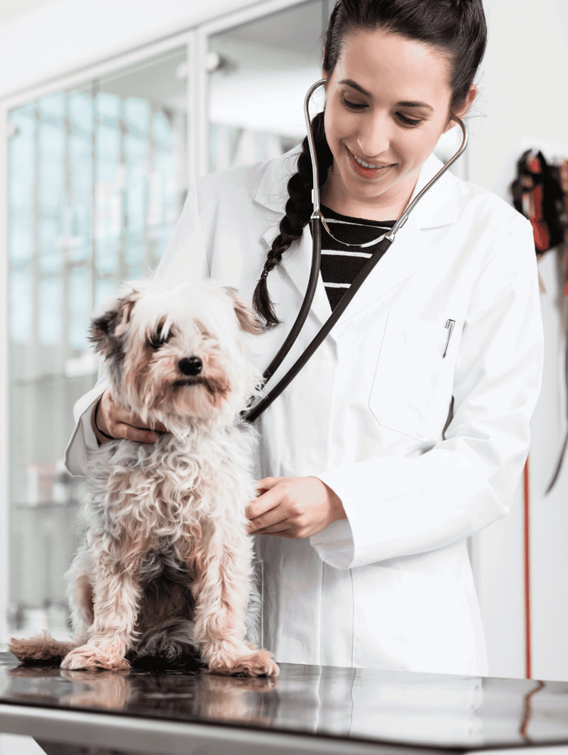 Friendly veterinarian examining a small dog in clinic setting.