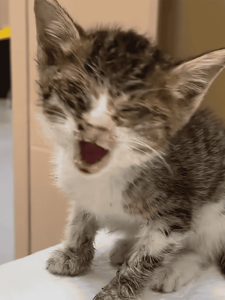 Adorable kitten in mid-yawn, showing sharp teeth and fluffy fur. Perfect for pet lovers and feline content.