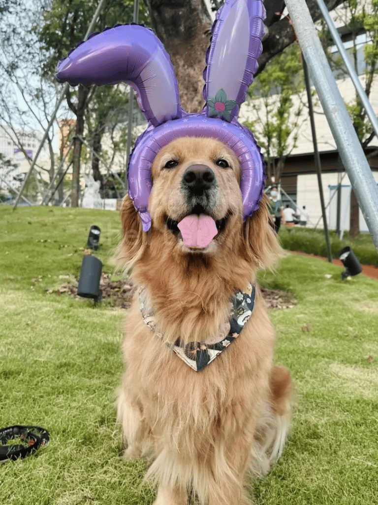 Adorable dog with purple bunny ears balloon hat, sitting on grassy park area with trees.