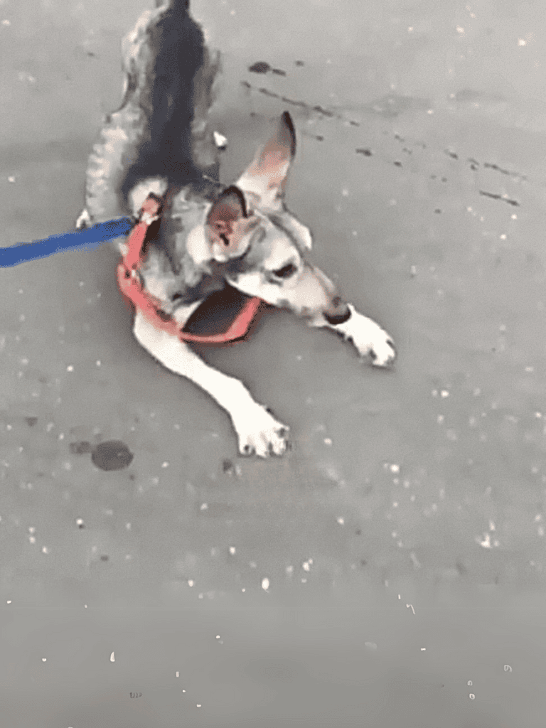 Dog playing with a toy on the ground, showing fun and active pet lifestyle.