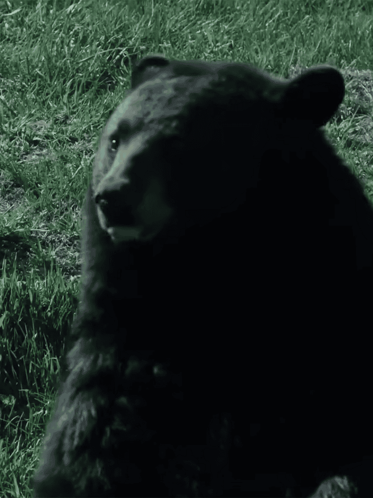 Cute bear resting in green grass for wildlife photography.