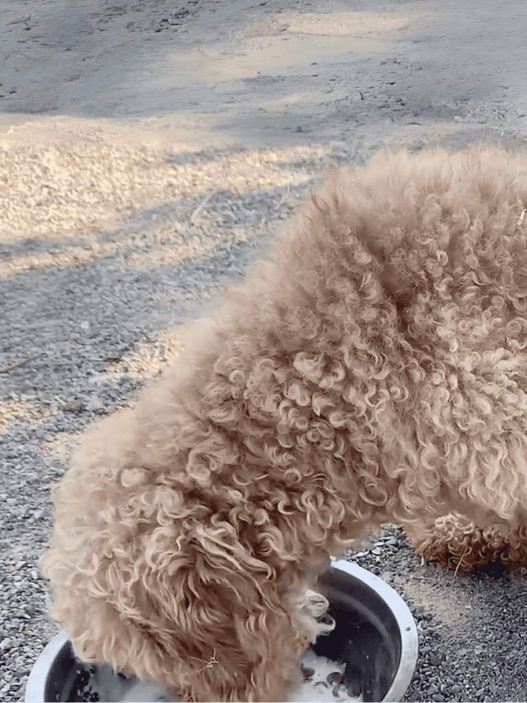 Poodle drinking water in outdoor setting, curly fur, hydration for dogs.