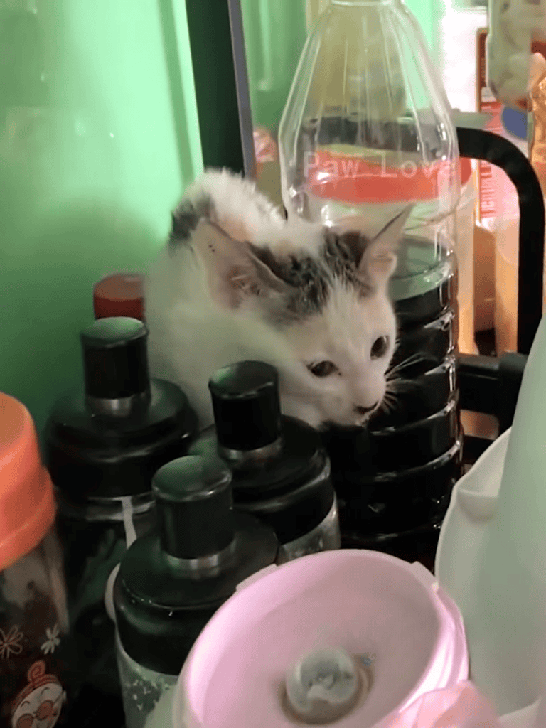 Adorable kitten peeking through bottles near water dispenser.