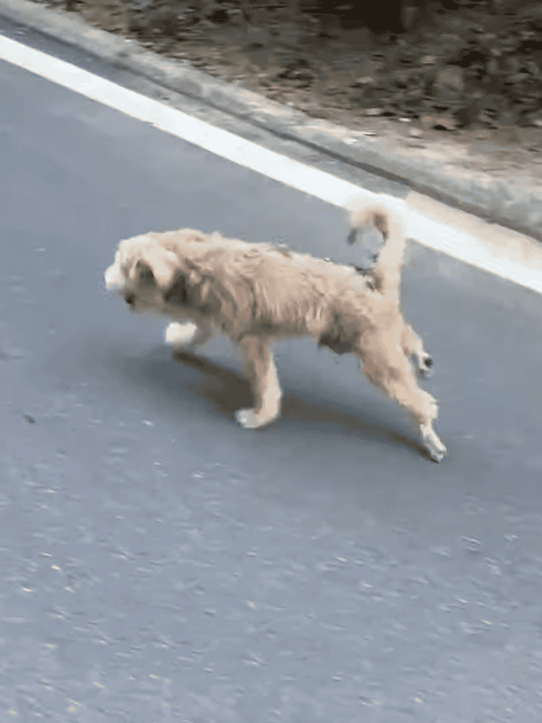 Adorable fluffy puppy running playfully on a paved road, showcasing active dog behavior.