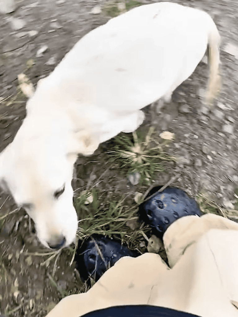 Friendly dog exploring outdoors in muddy terrain with adventure boots.