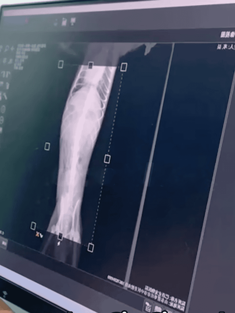 Dog leg X-ray exam for veterinary diagnosis.