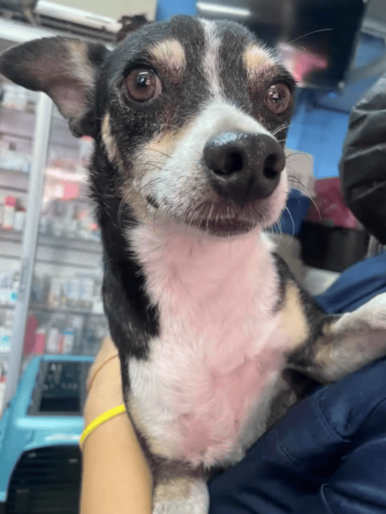 Adorable small dog with black, tan, and white fur, sitting in a pet shop or vet clinic, showcasing a friendly, attentive expression.