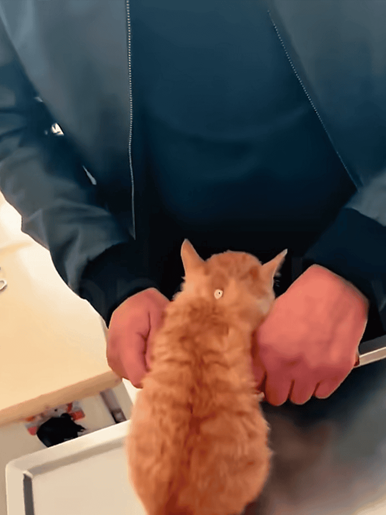 Cat with orange fur and small eyes, sitting on a surface with a person in a navy jacket holding it gently.