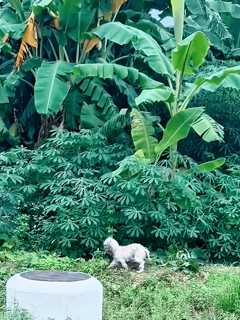 Lush greenery with a small playful dog exploring nature. Perfect outdoor space for pets’ fun and exercise.
