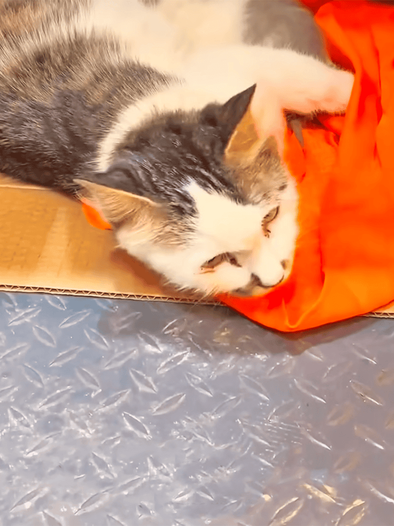Cute tabby and white cat lying on orange fabric on a cardboard surface.