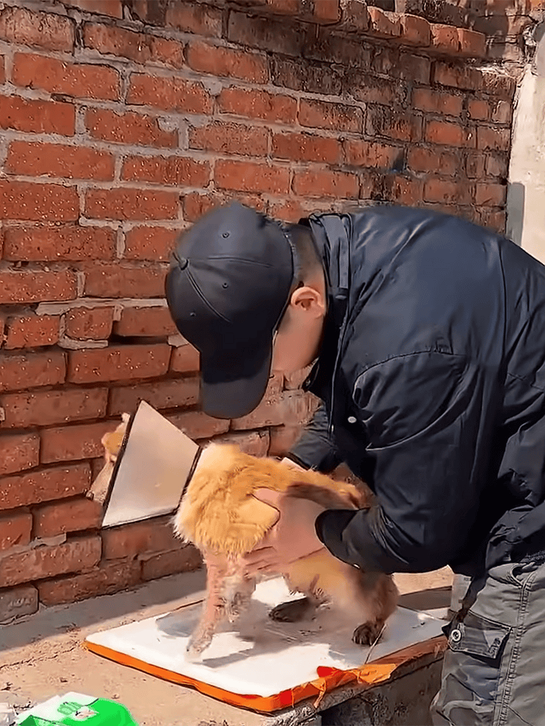 Dog rescue and vet assistance for injured pets.