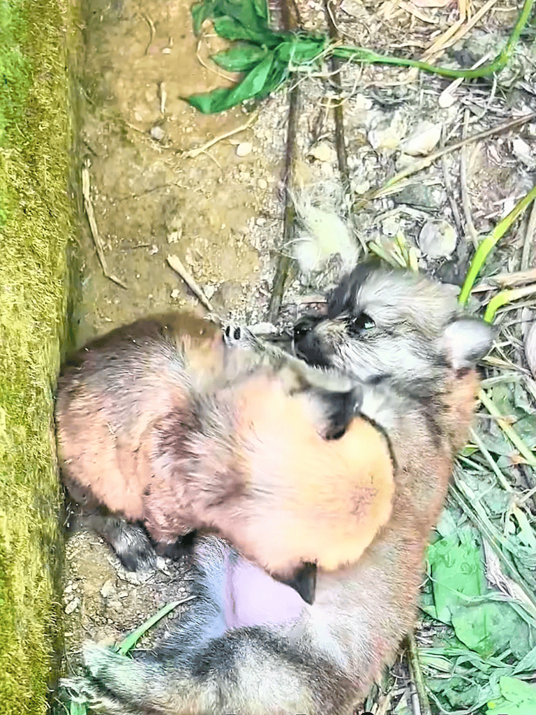 Baby wolf cub cuddling with its mother on forest ground.