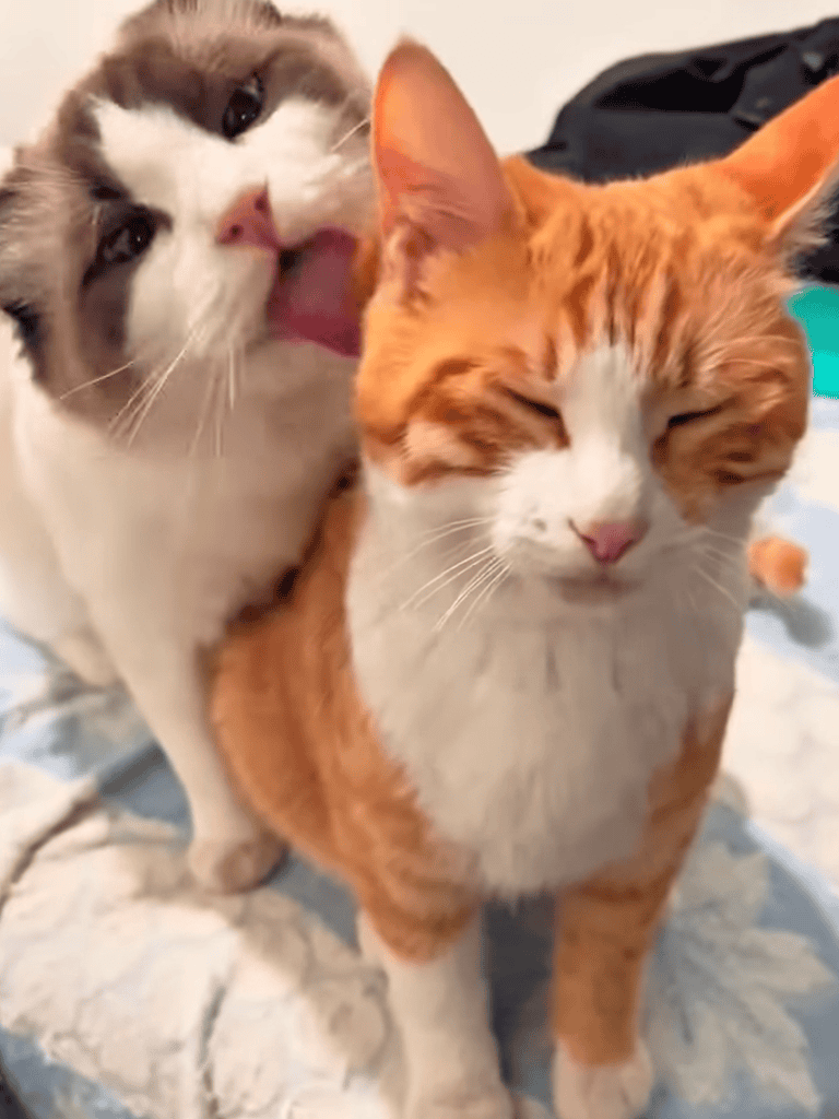 Adorable close-up of two cats cuddling and playing together, showcasing playful feline companionship.