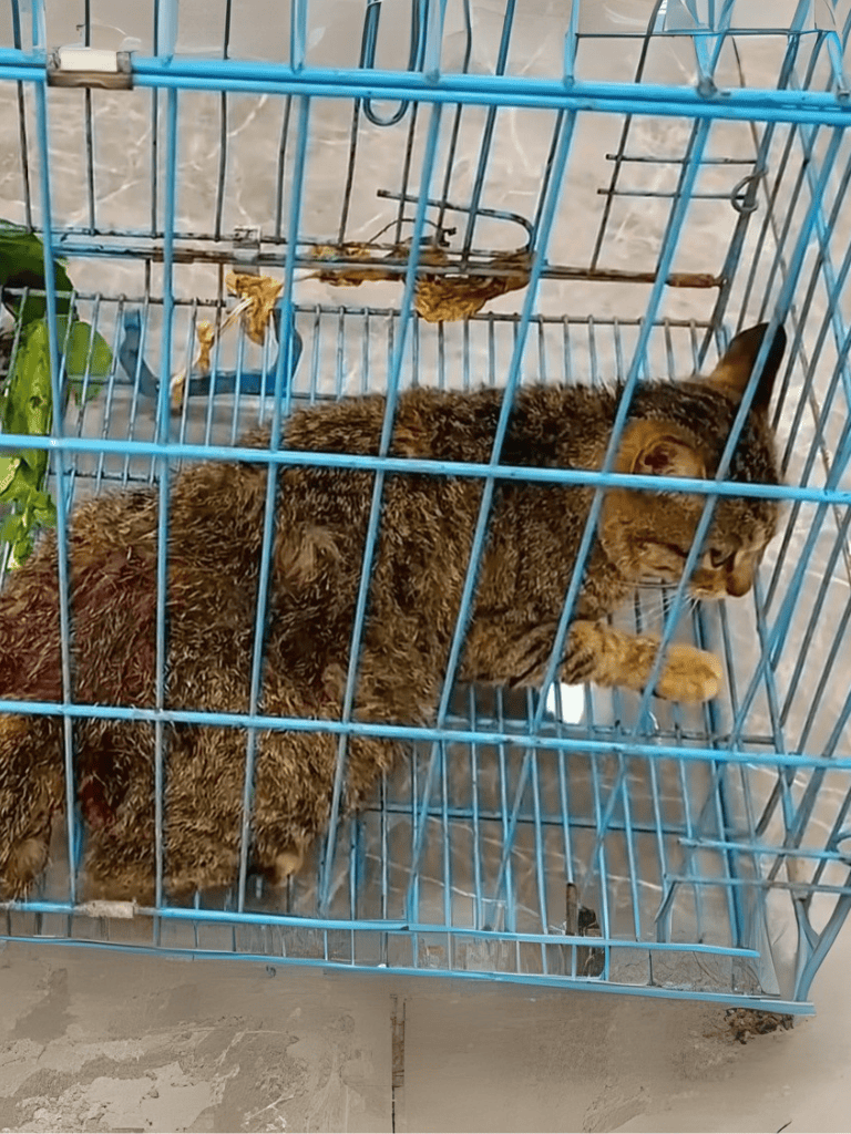 Close-up of a cat inside a metal cage, highlighting pet rescue and shelter services.