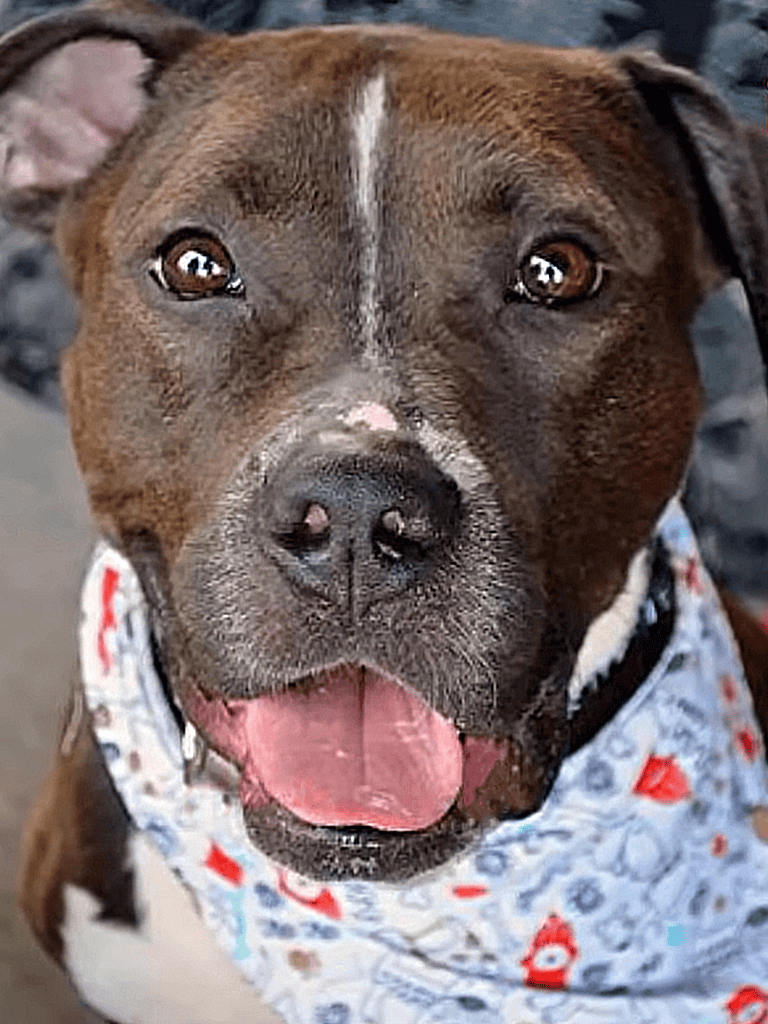 Cute brown and white dog with a happy expression, wearing a colorful bandana.